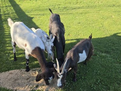 four goats