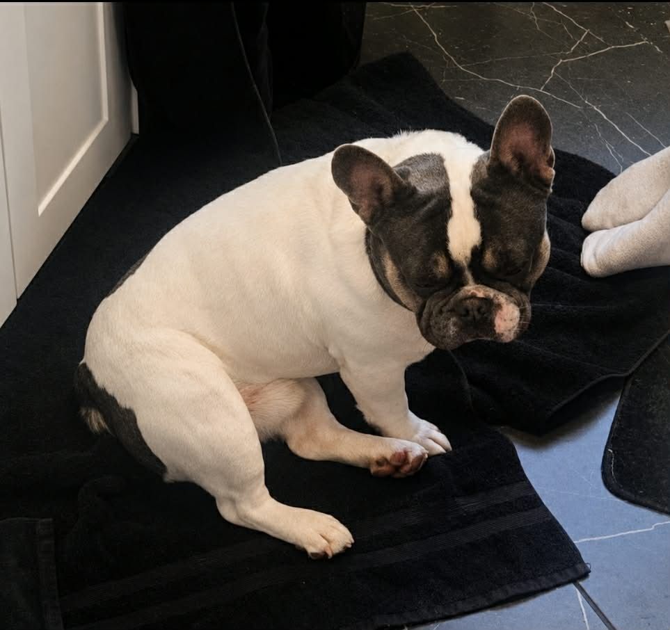 French Bulldog puppies