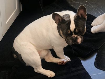 French Bulldog puppies