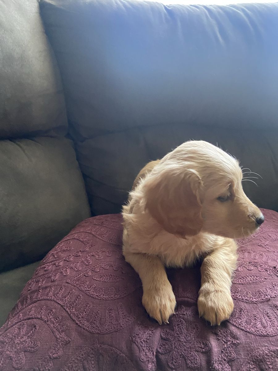 Female Mini Golden Doodle Puppy - Fully Vaccinated, Expected 15-20 lbs Full Grown