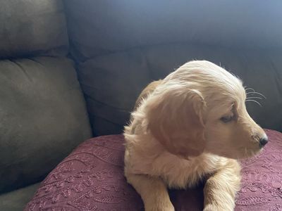 Female Mini Golden Doodle Puppy - Fully Vaccinated, Expected 15-20 lbs Full Grown