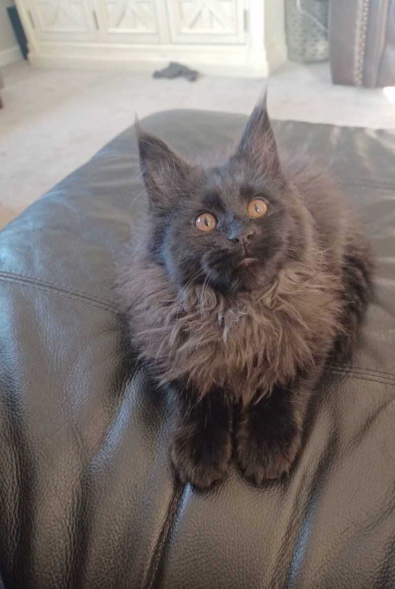 TICA Maine Coon Kittens