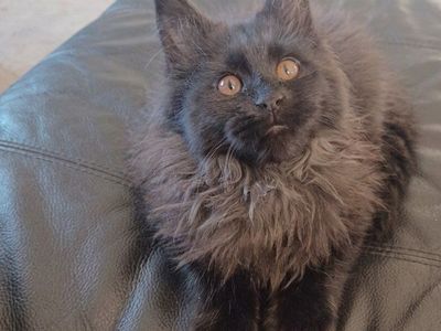 TICA Maine Coon Kittens