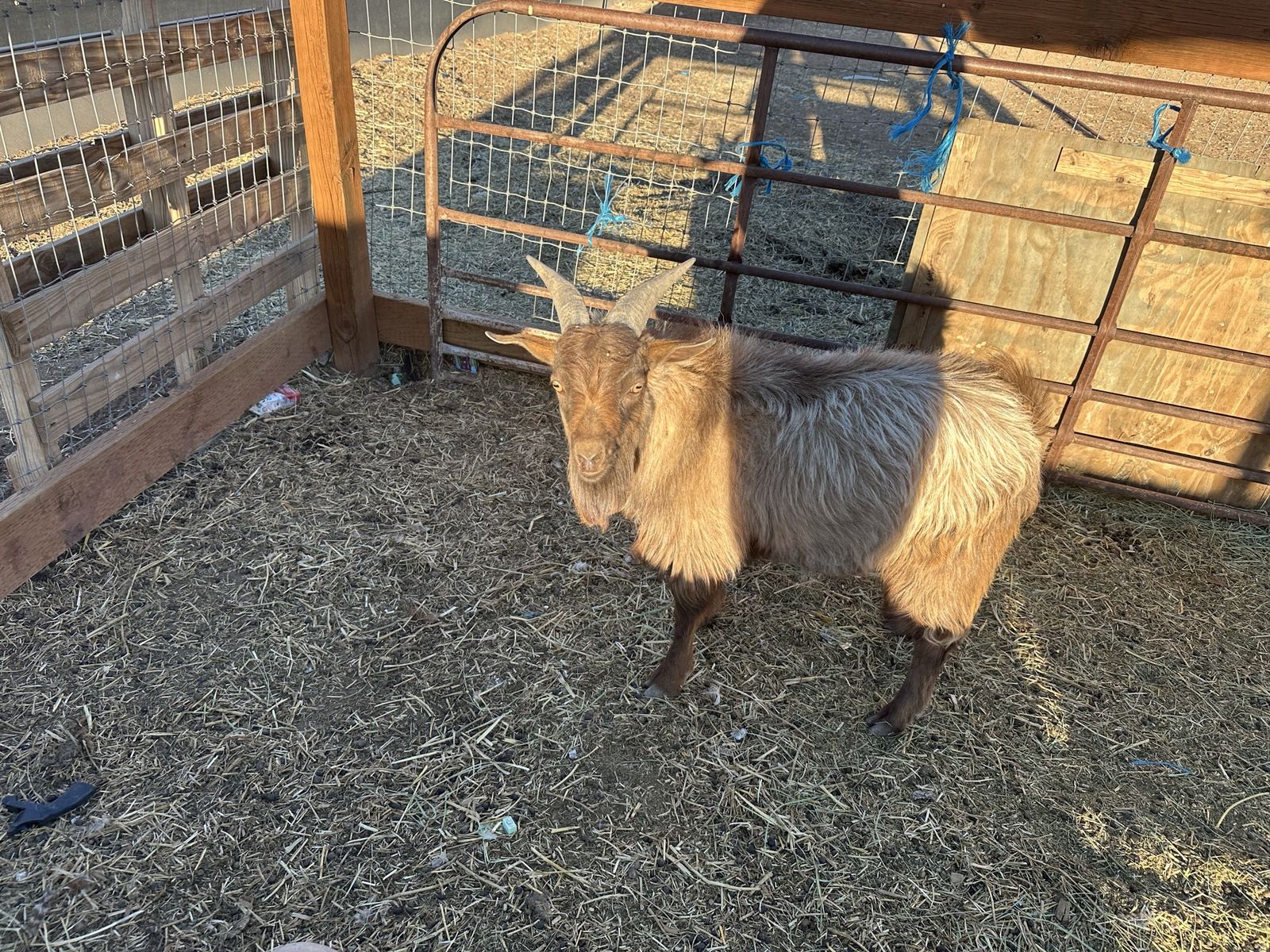 Billy goat stud