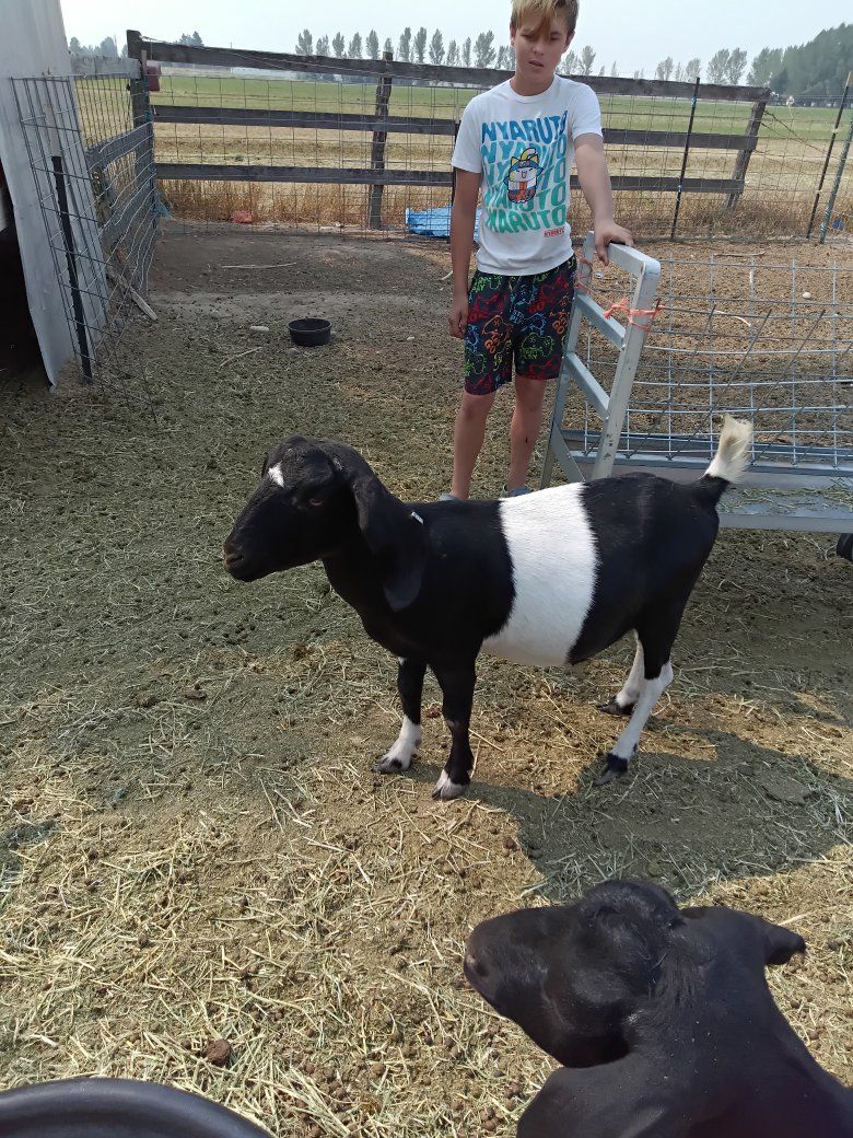 $400 for both Boer does 
