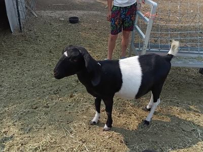 $400 for both Boer does
