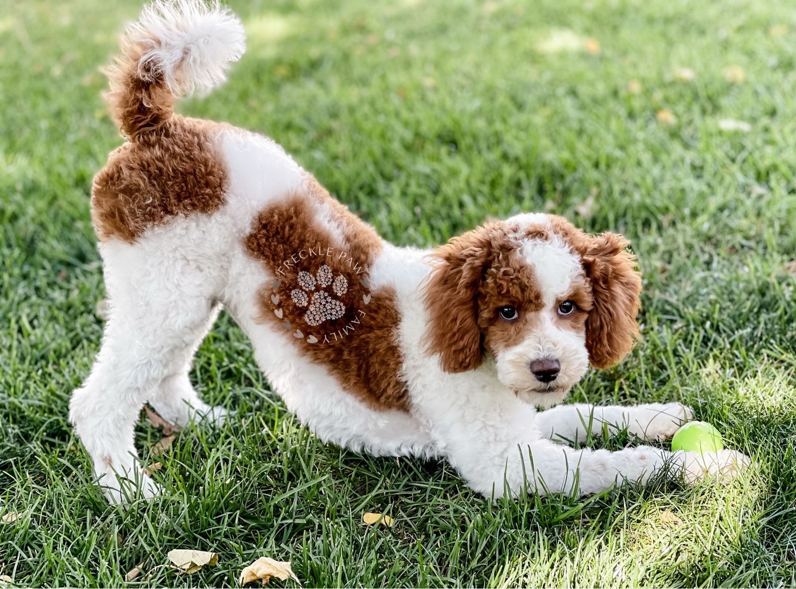 Red And White Mini Poodle Stud  17lbs