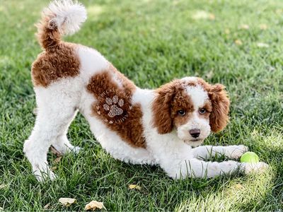 Red And White Mini Poodle Stud 17lbs