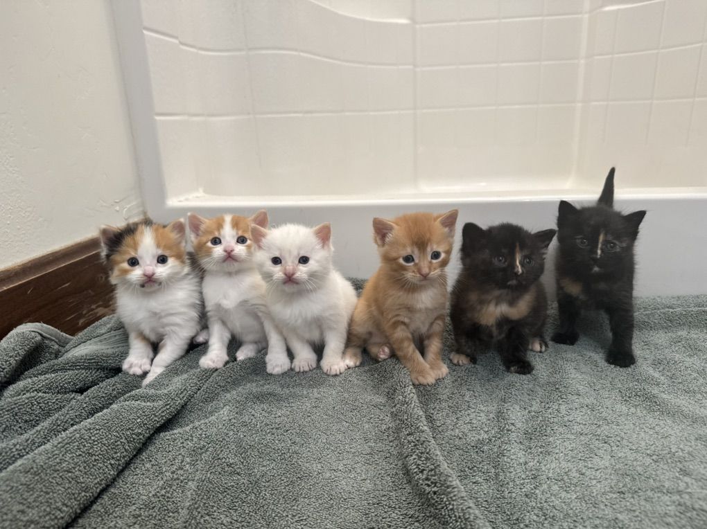 Adorable Kittens!! (Price Varies) Reserve Yours!!