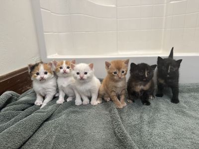 Adorable Kittens!! (Price Varies) Reserve Yours!!