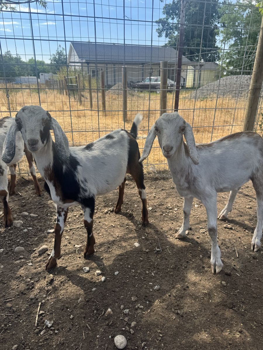 Mini Nubian Goat Wethers