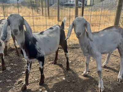 Mini Nubian Goat Wethers