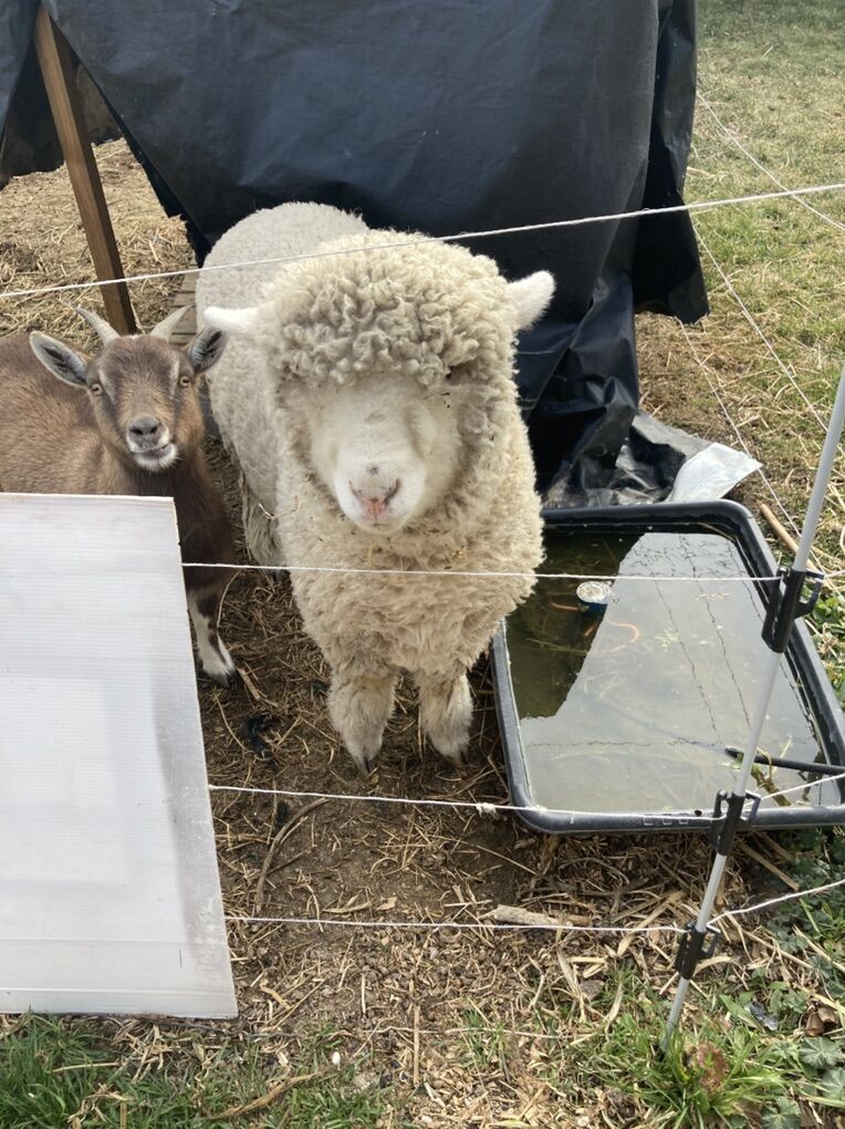 Ramboullete Suffox Ewe Lamb