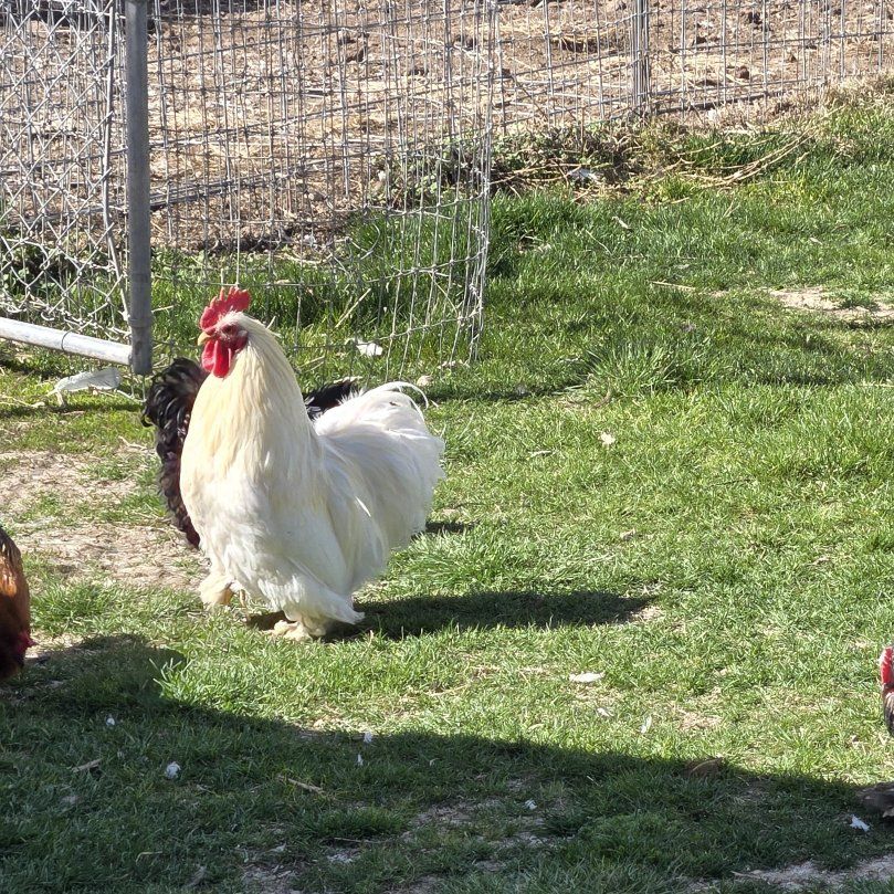 Bantam Hens and Roosters