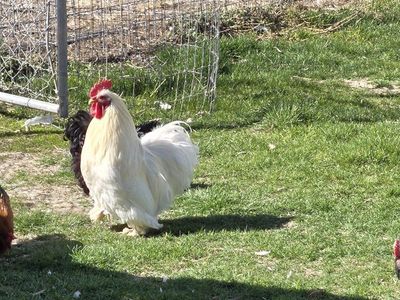 Bantam Hens and Roosters