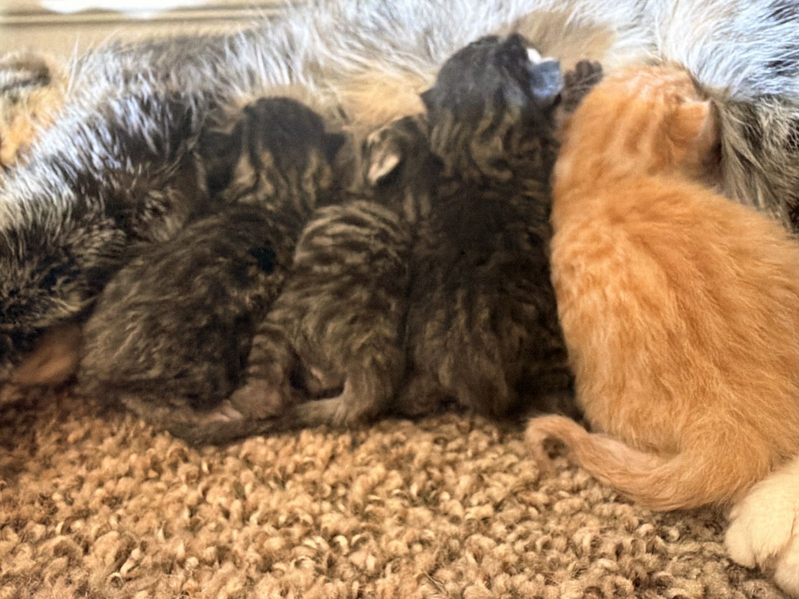 Bengal Kittens With Elf Ears