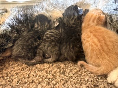 Bengal Kittens With Elf Ears