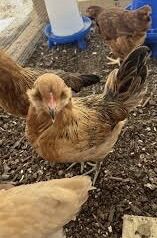 Blue Egg Ameraucauna Pullets 20 Weeks Old
