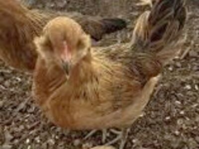 Blue Egg Ameraucauna Pullets 20 Weeks Old