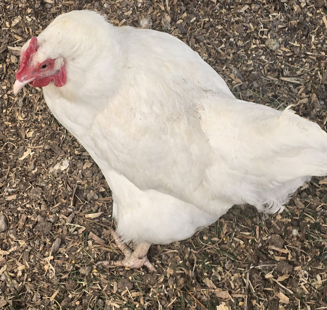 White laying hens