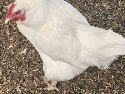 White laying hens