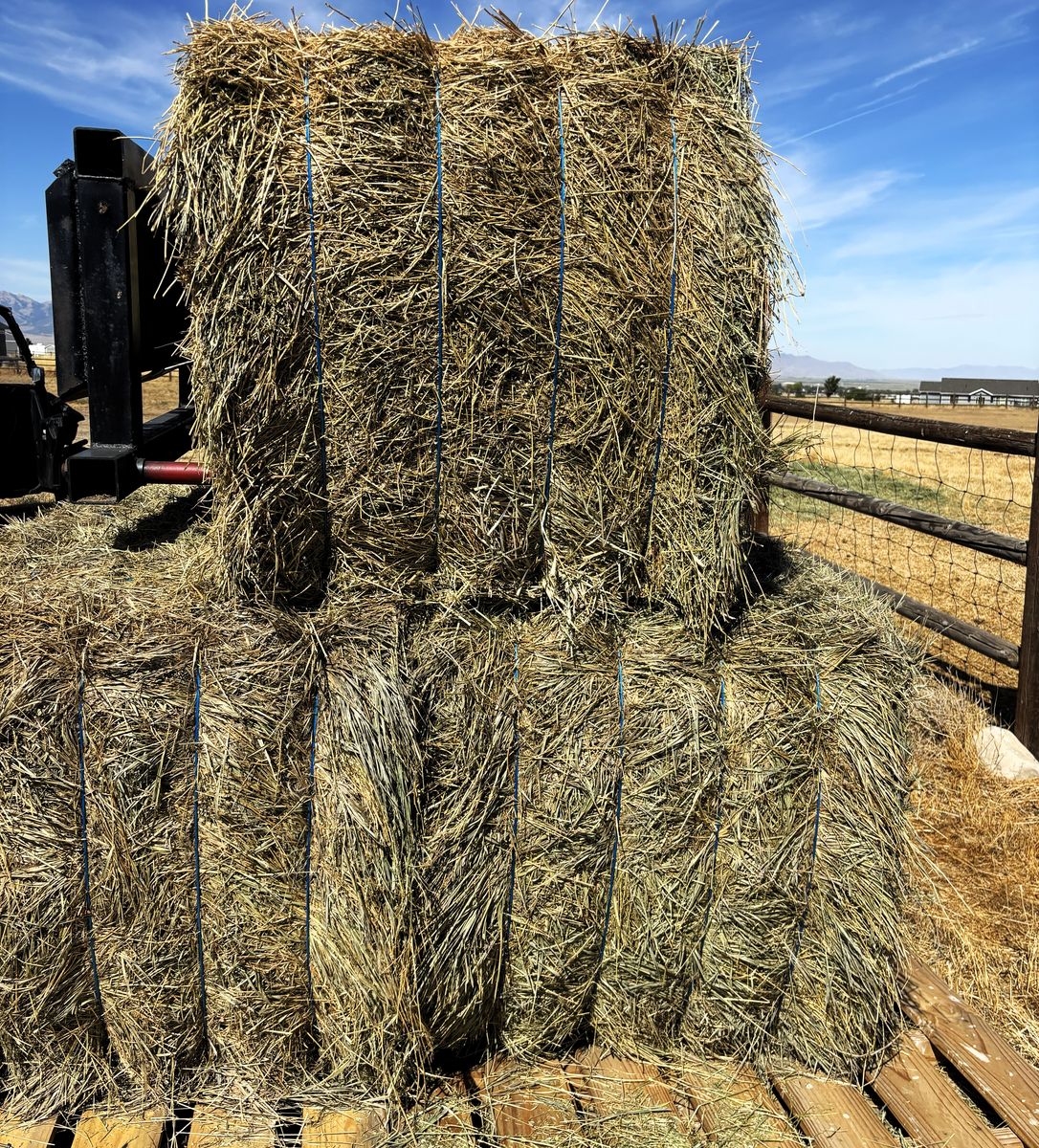 Large Hay Bales - Farm Fresh Feed