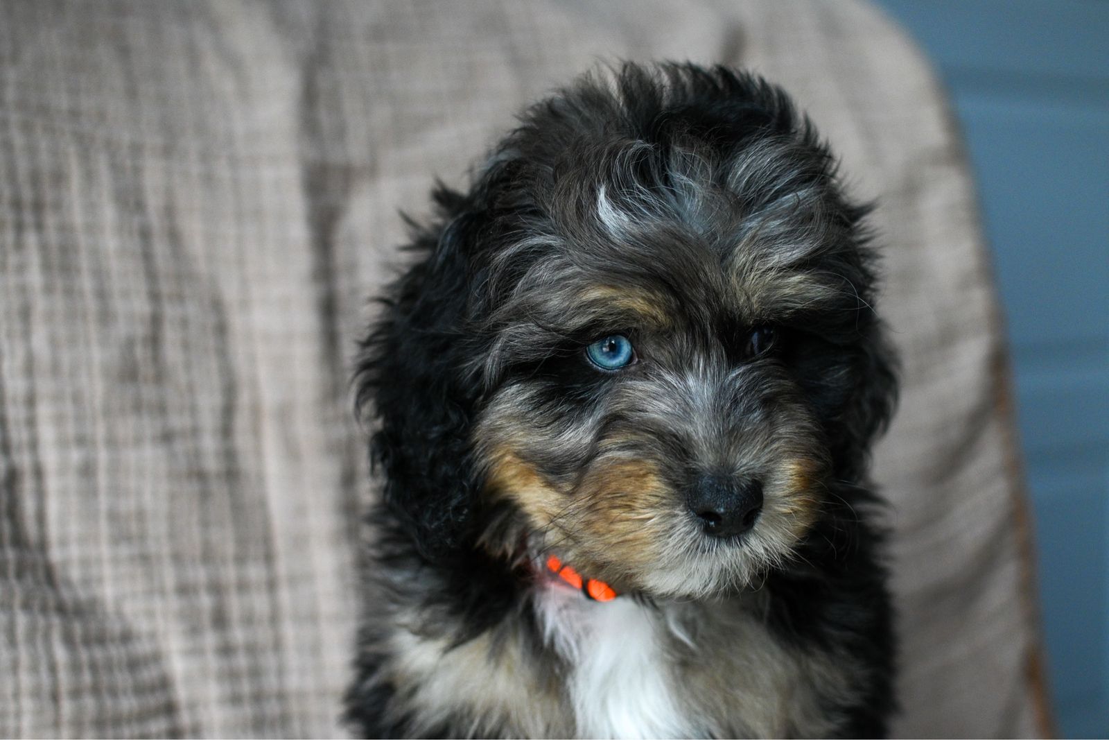 Bernedoodle Puppies ready now