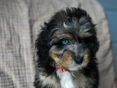 Bernedoodle Puppies ready now
