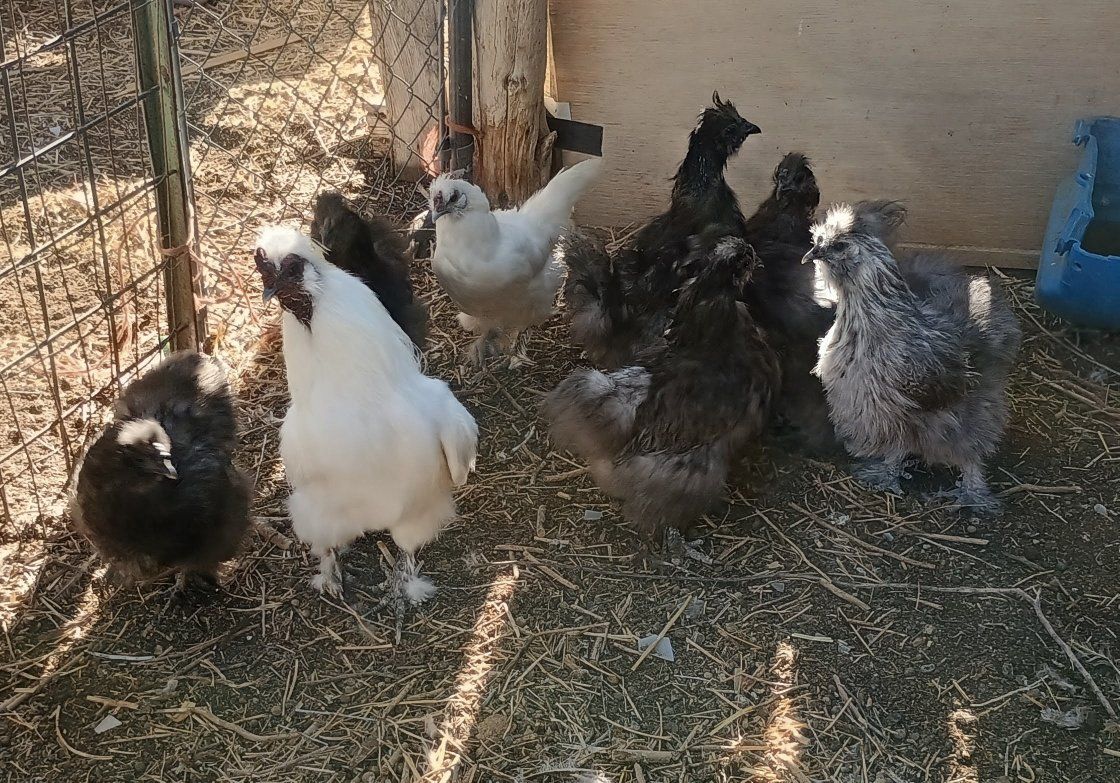 7 Silkie Hens and 1 Rooster