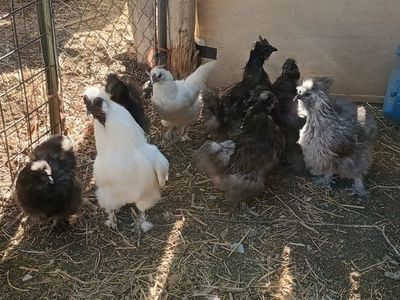 7 Silkie Hens and 1 Rooster