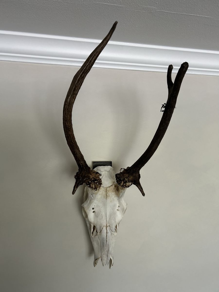 Unique Spike Elk Mount