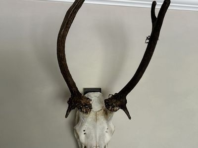Unique Spike Elk Mount