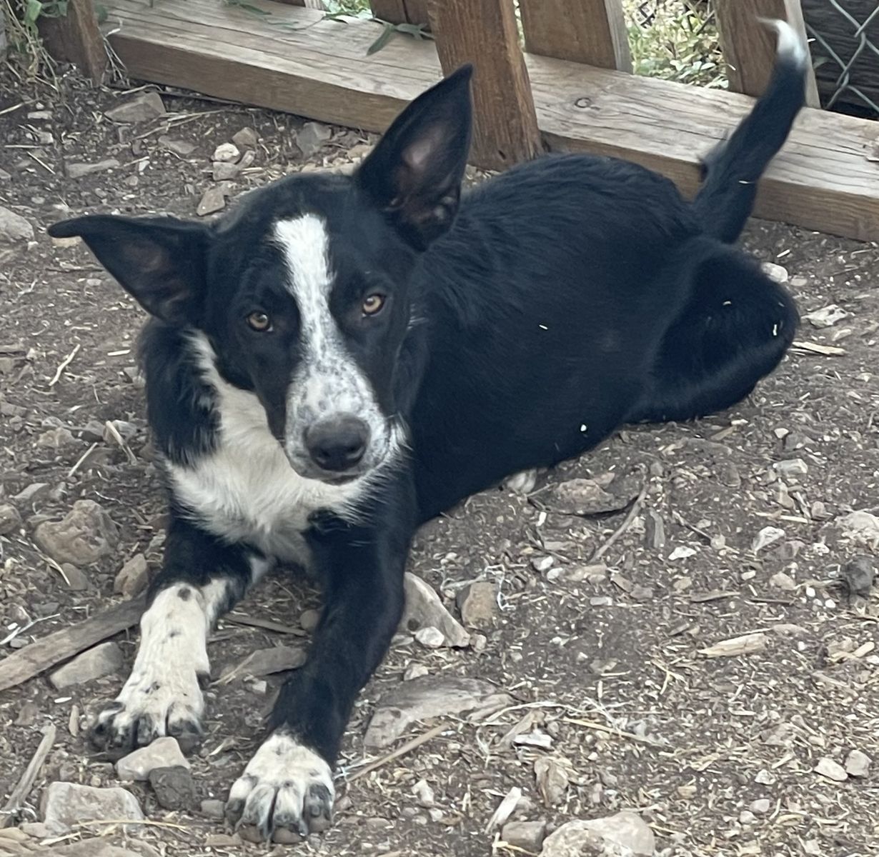 Female border collie