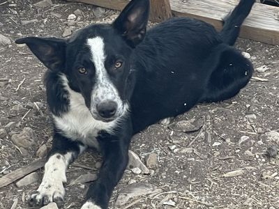 Female border collie