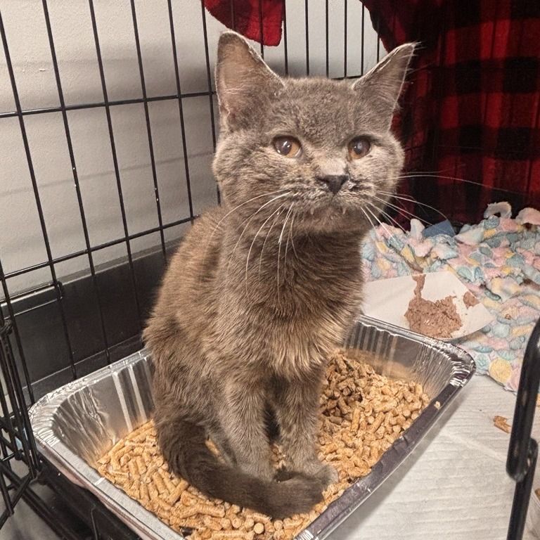 Hello my name is Scrunch