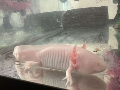 Axolotl and full set up