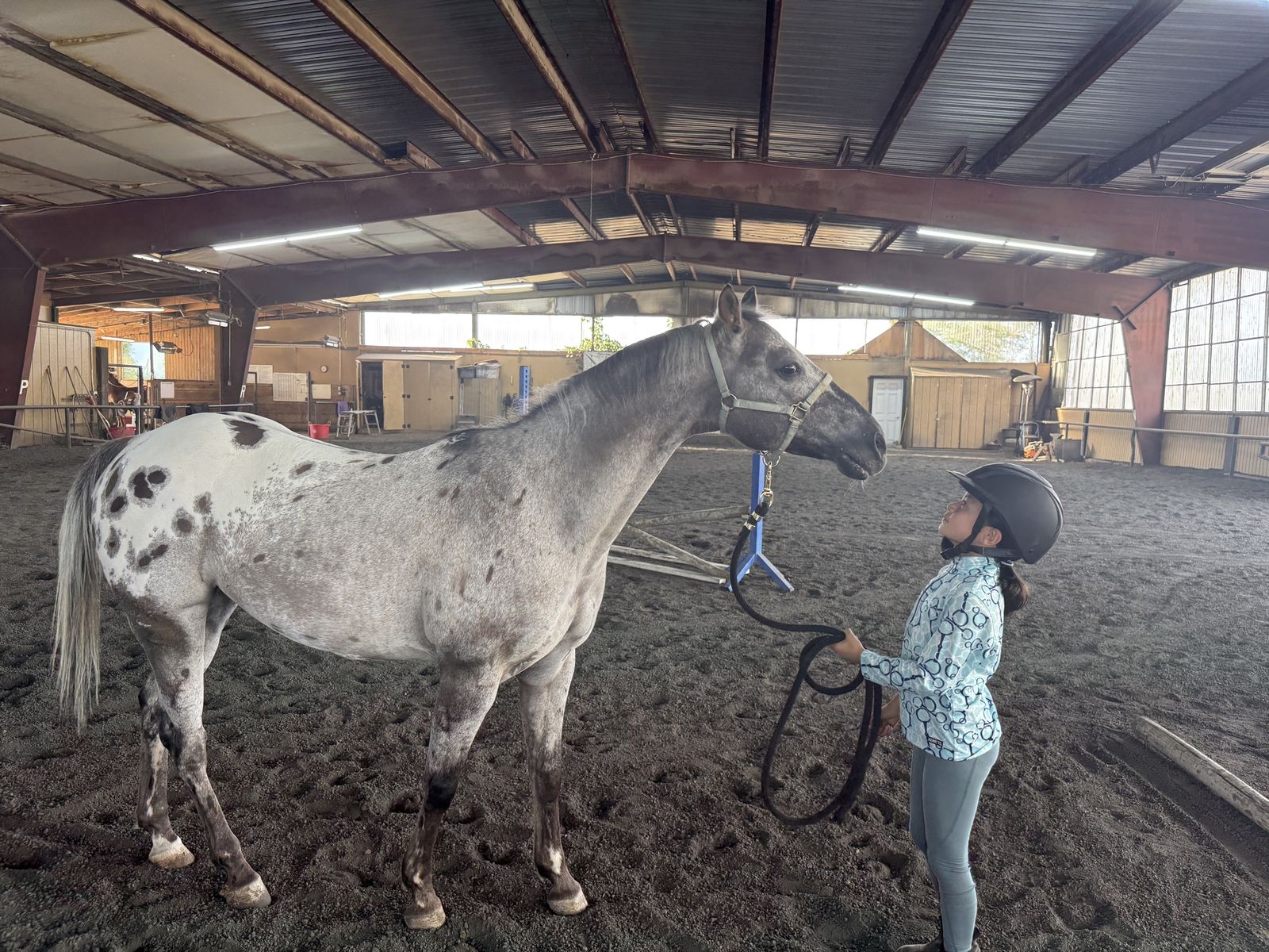 Darling Registered POA Pony