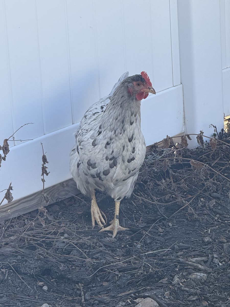 Sapphire Splash Hen New layer!