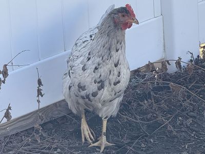 Sapphire Splash Hen New layer!