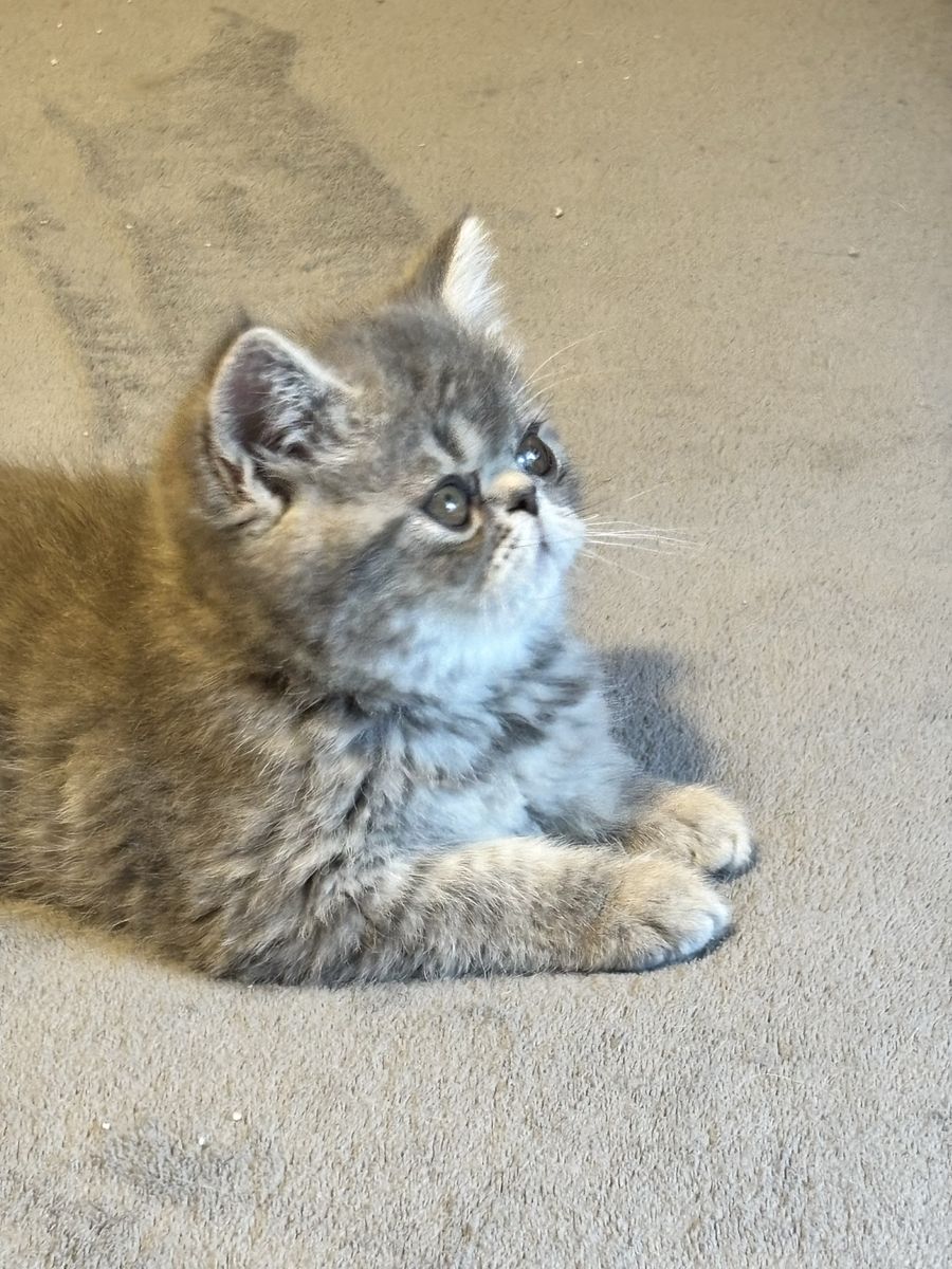 Purebred Persian and Exotic kittens