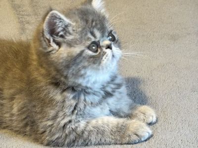 Purebred Persian and Exotic kittens