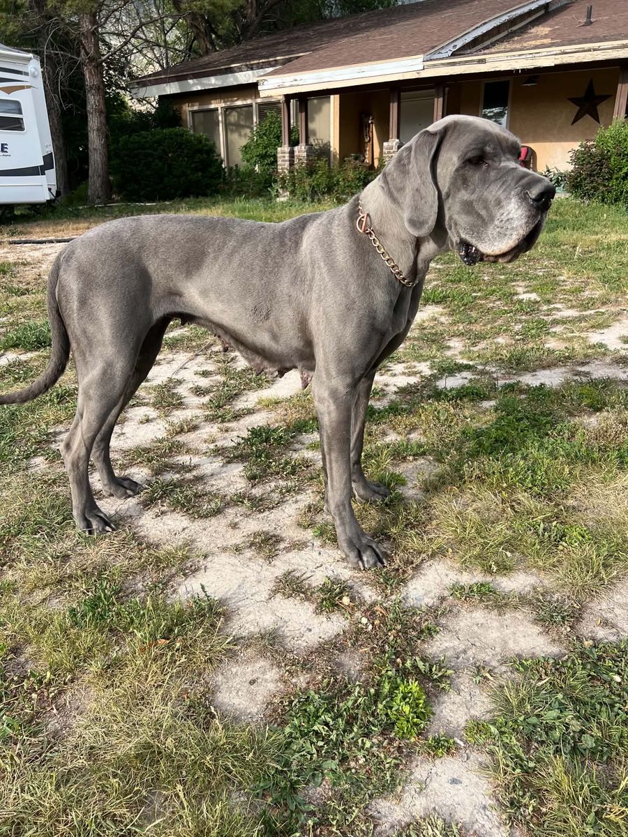 Beautiful female Great Dane 