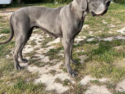 Beautiful female Great Dane
