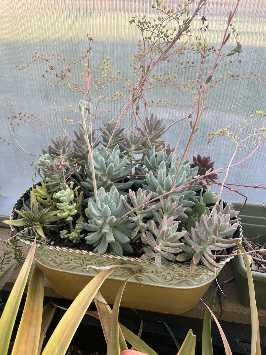 Succulents