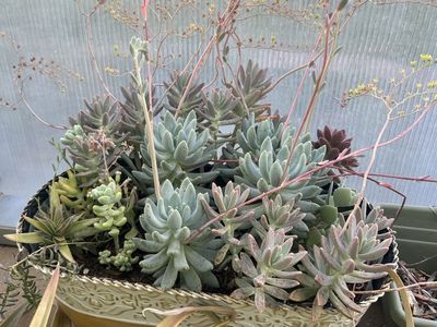 Succulents