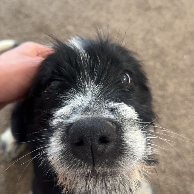 Wire Haired Pointing Griffon/Burnese Moutain Dog