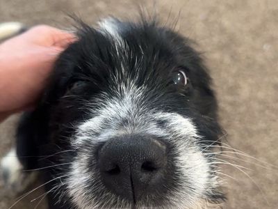 Wire Haired Pointing Griffon/Burnese Moutain Dog