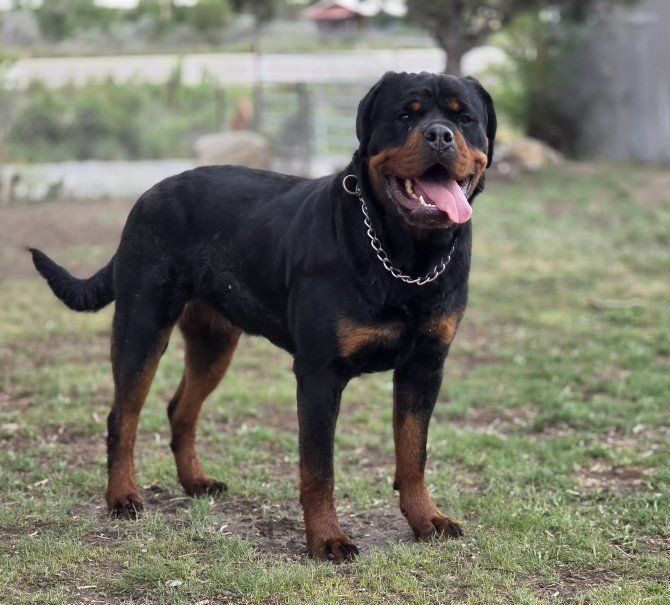 #1 Rated AKC German Rottweiler Puppies