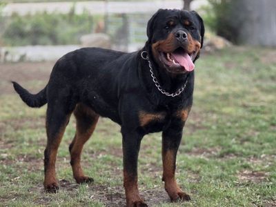 #1 Rated AKC German Rottweiler Puppies