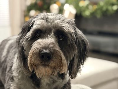 3 Year Old Aussiedoodle